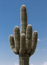 Cactus:  © Tomas Castelazo, www.tomascastelazo.com / Wikimedia Commons